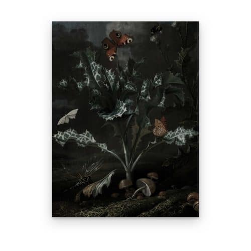 Cardo y Mariposas