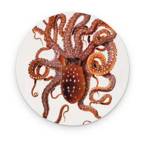 Pulpo Terracota