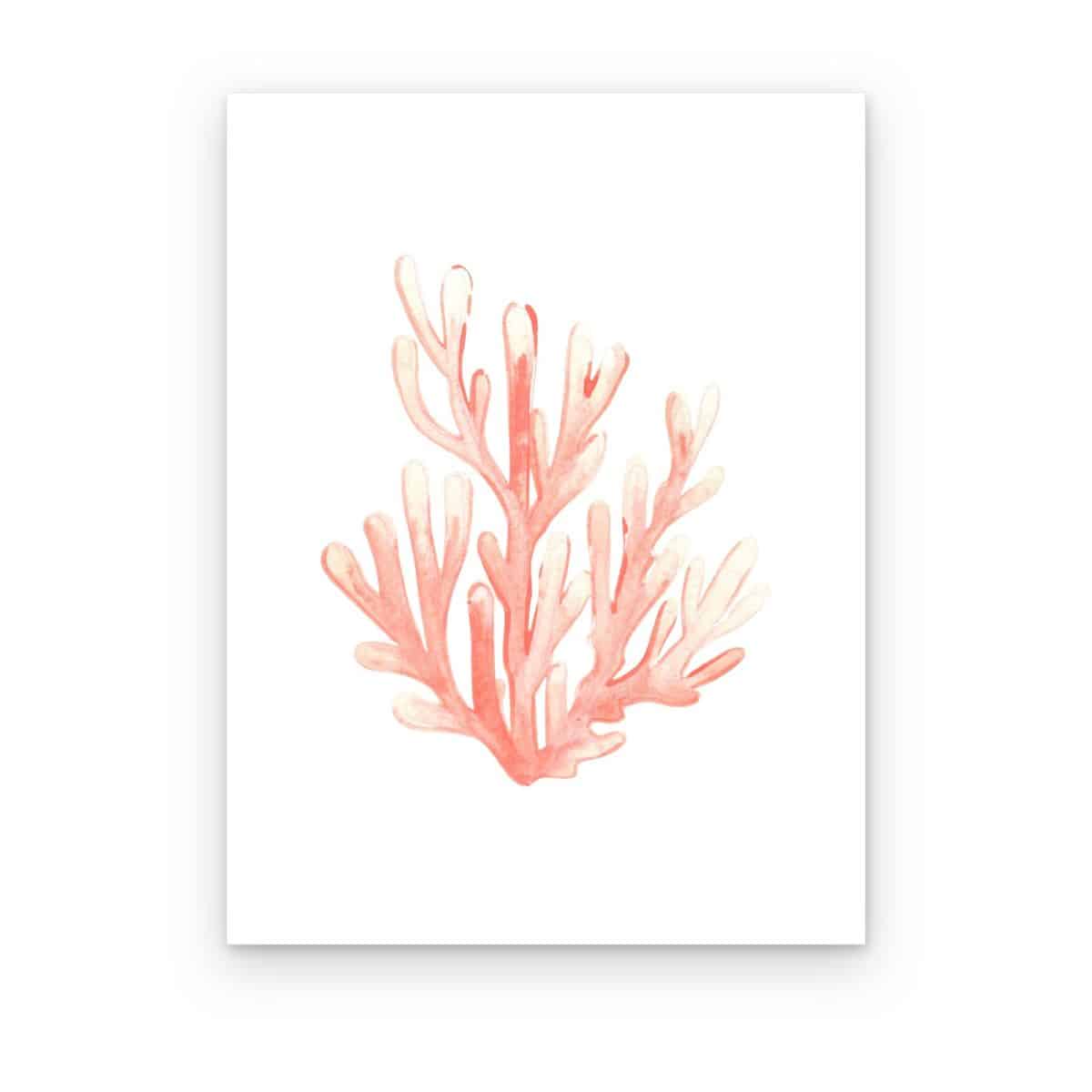 Cuadro Coral Rosa impreso en canvas, coral en acuarela rosa salmón