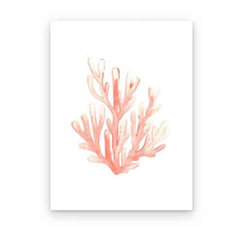 Coral Rosa