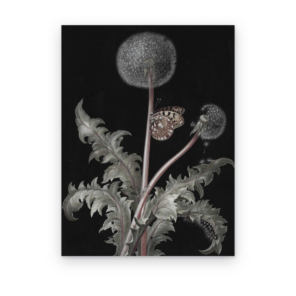 Cuadro Diente de León impreso en canvas, diente de león y mariposa sobre fondo negro