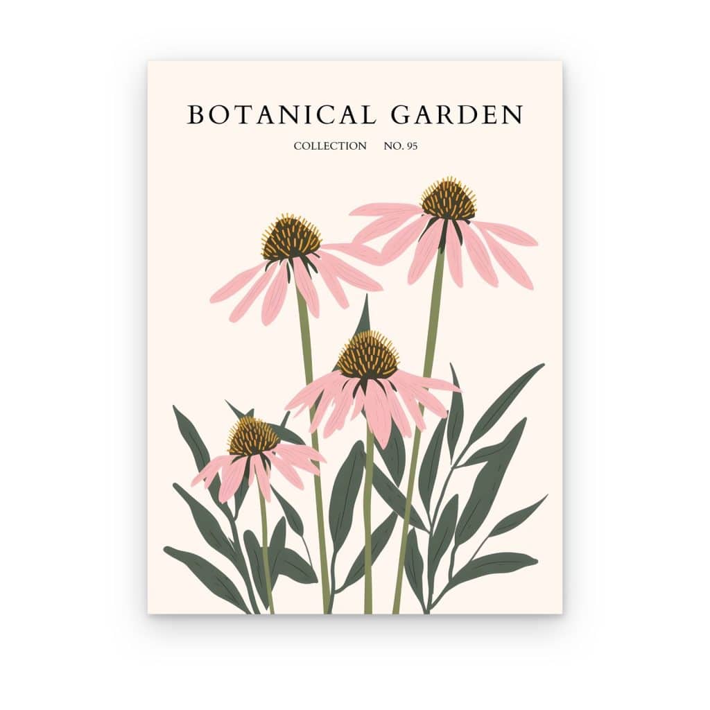 Cuadro Equináceas Rosas impreso en canvas, póster Botanical Garden con flores rosas