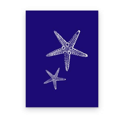 Estrellas de Mar Índigo