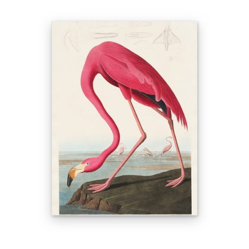 Flamenco Americano de Audubon