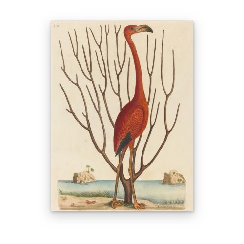 Flamenco de Catesby