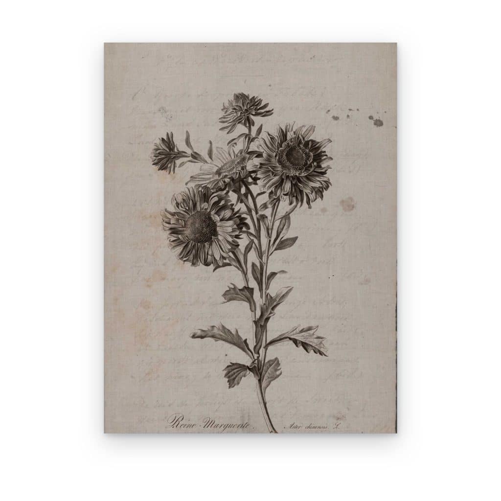 Cuadro Flor de Herbario impreso en canvas, flor grabada en sepia sobre papel antiguo