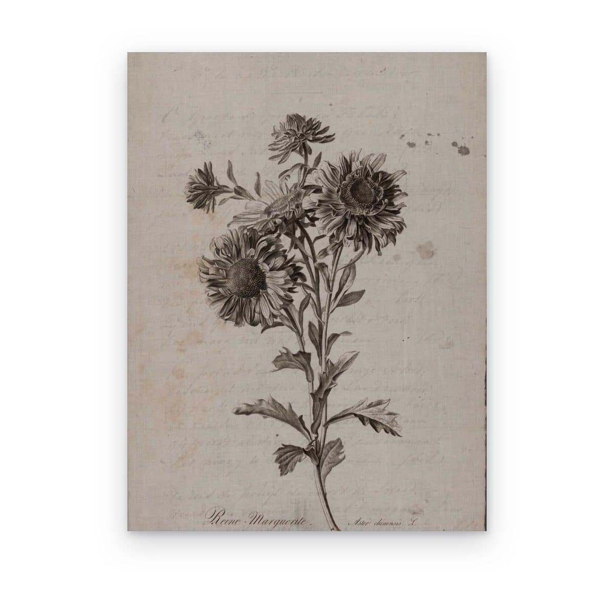Cuadro Flor de Herbario impreso en canvas, flor grabada en sepia sobre papel antiguo