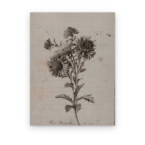 Flor de Herbario