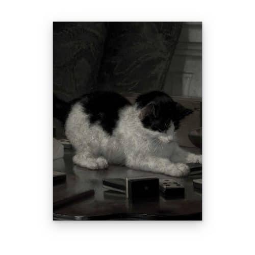 Gato en la Mesa