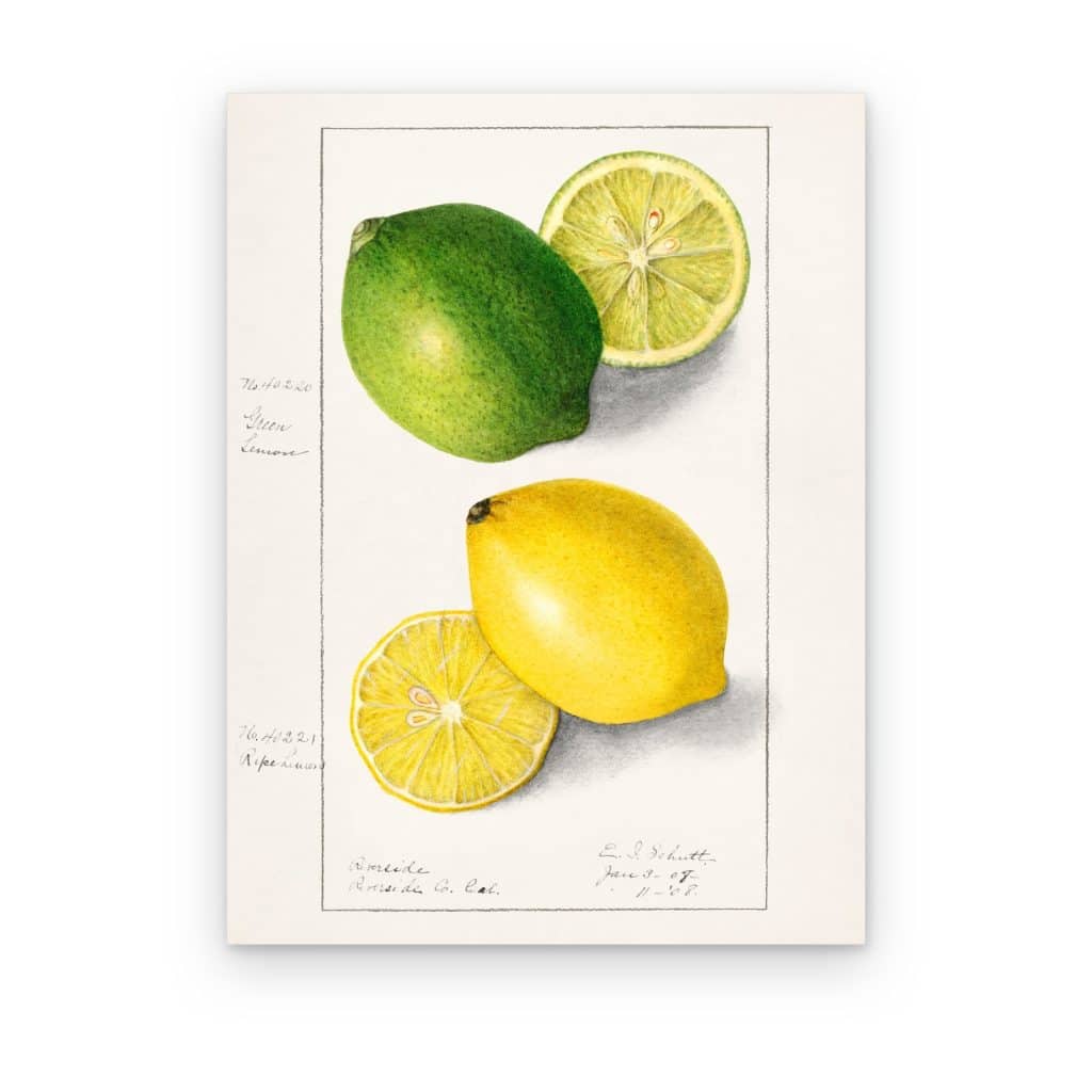 Cuadro Limón y Lima impreso en canvas, acuarela vintage de lima y limón enteros y en mitades