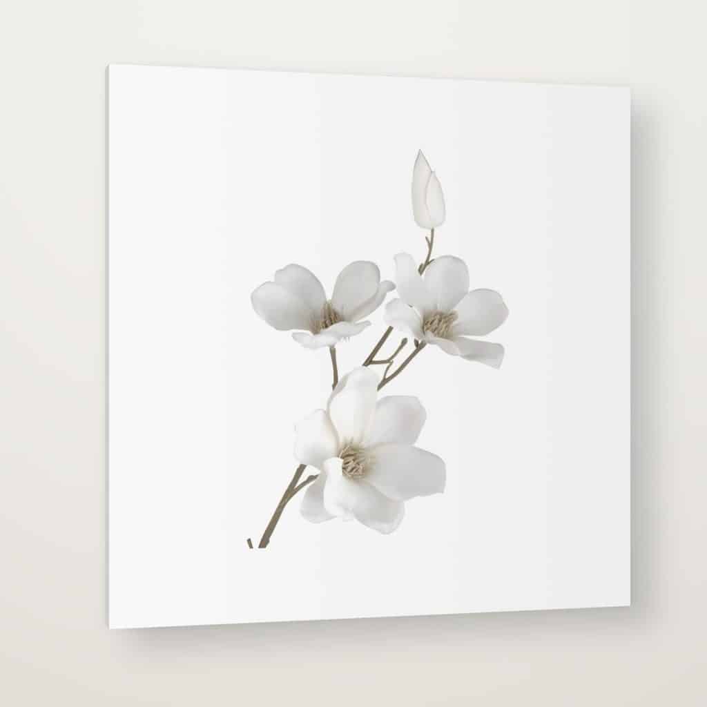 Magnolia Blanca en canvas con canto en espejo