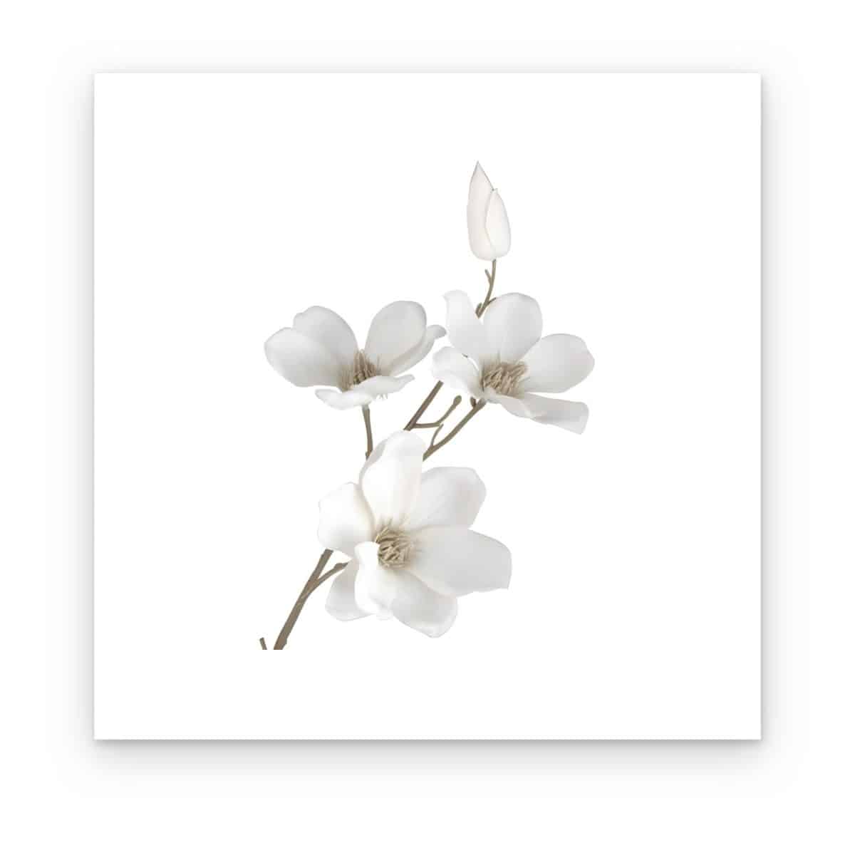 Cuadro Magnolia Blanca impreso en canvas, rama con flores blancas sobre fondo blanco