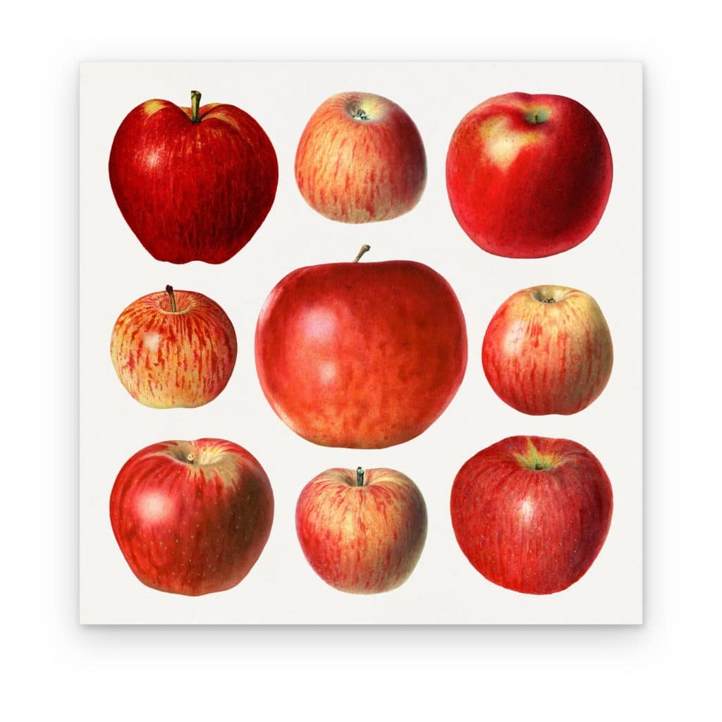 Cuadro Manzanas Rojas impreso en canvas, nueve manzanas rojas en cuadrícula
