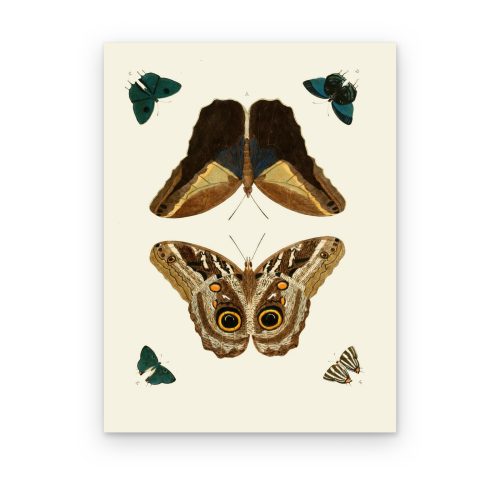 Mariposa Búho