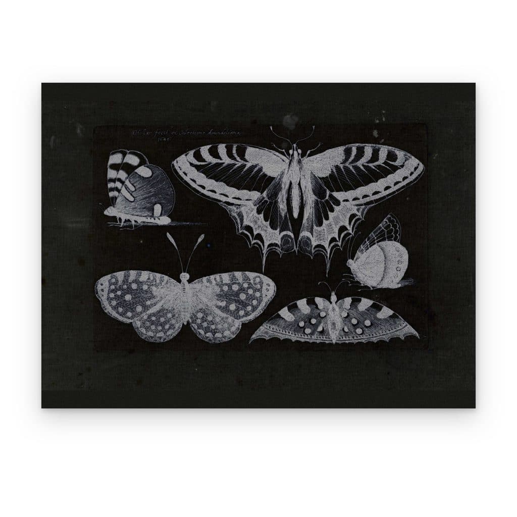Cuadro Mariposas Nocturnas impreso en canvas, mariposas gris perla sobre fondo negro