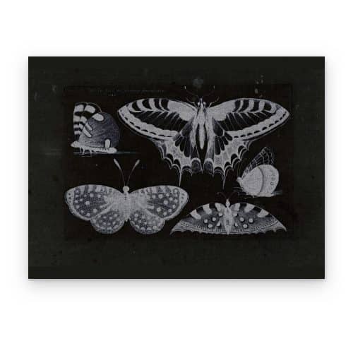 Mariposas Nocturnas