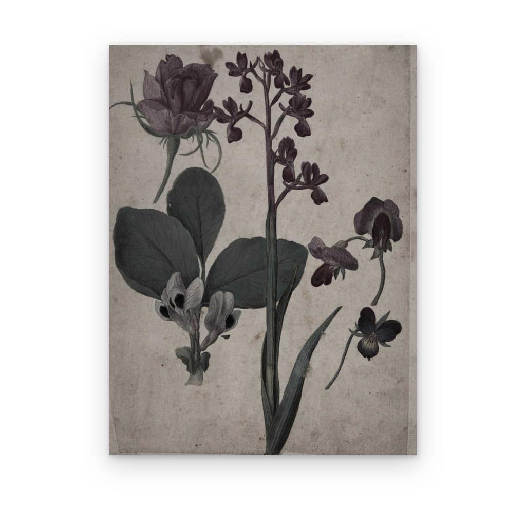 Cuadro Orquídeas Silvestres impreso en canvas, orquídeas moradas sobre papel envejecido