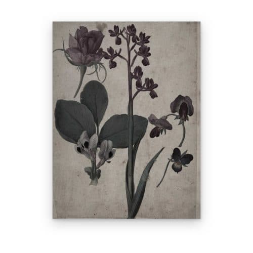 Orquídeas Silvestres