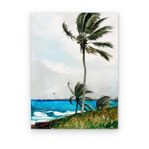 Palmera en Nassau