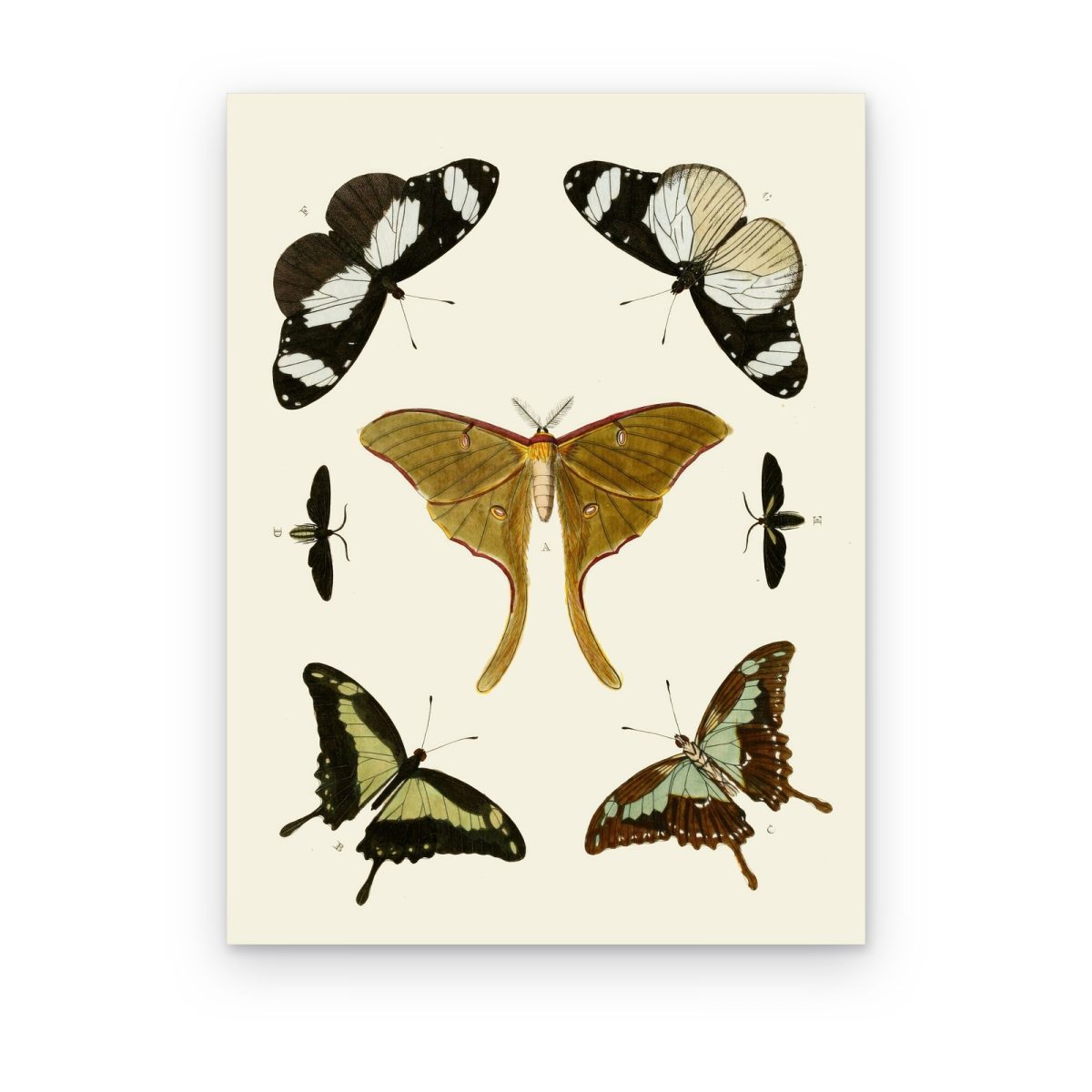 Cuadro Polilla Luna impreso en canvas, polilla luna y mariposas en lámina entomológica vintage sobre crema