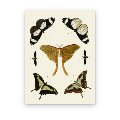 Polilla Luna