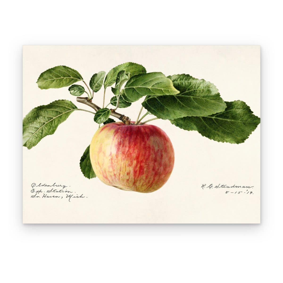 Cuadro Rama de Manzano impreso en canvas, acuarela vintage de una manzana en su rama