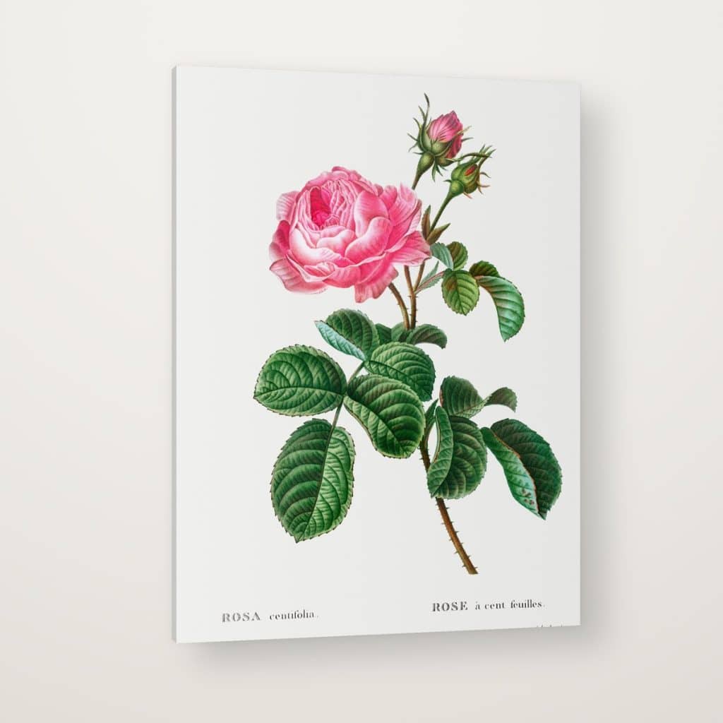 Rosa Centifolia de Redouté en canvas con canto en espejo