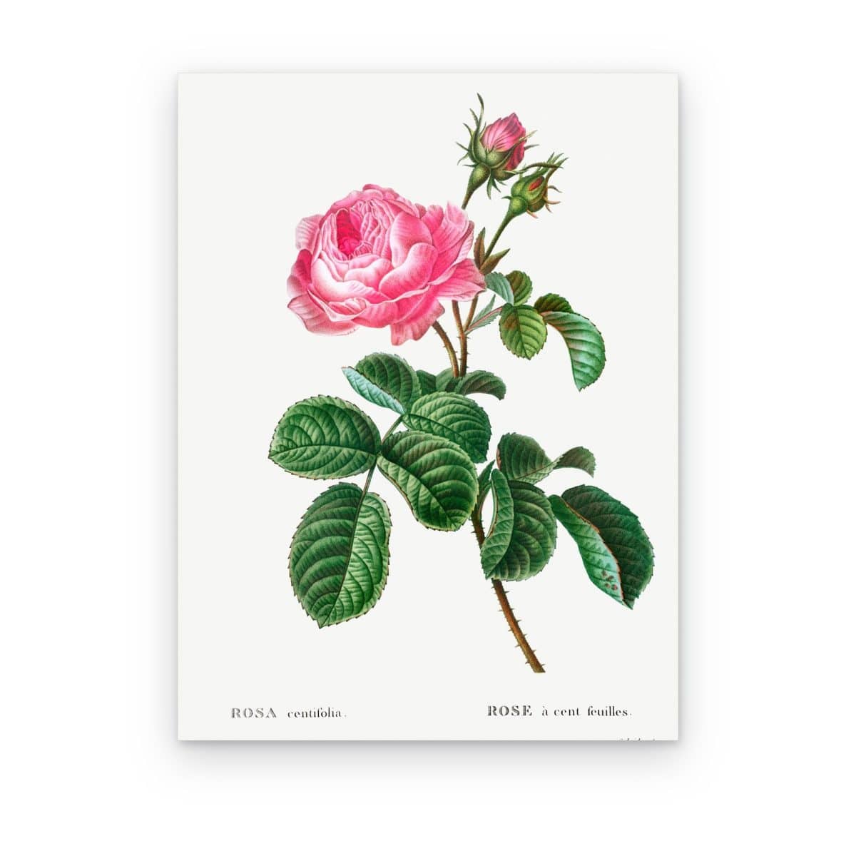 Cuadro Rosa Centifolia de Redouté impreso en canvas, lámina botánica de una rosa en flor