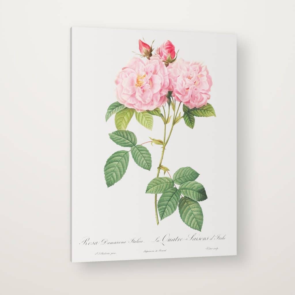 Rosa Damascena de Redouté en canvas con canto en espejo