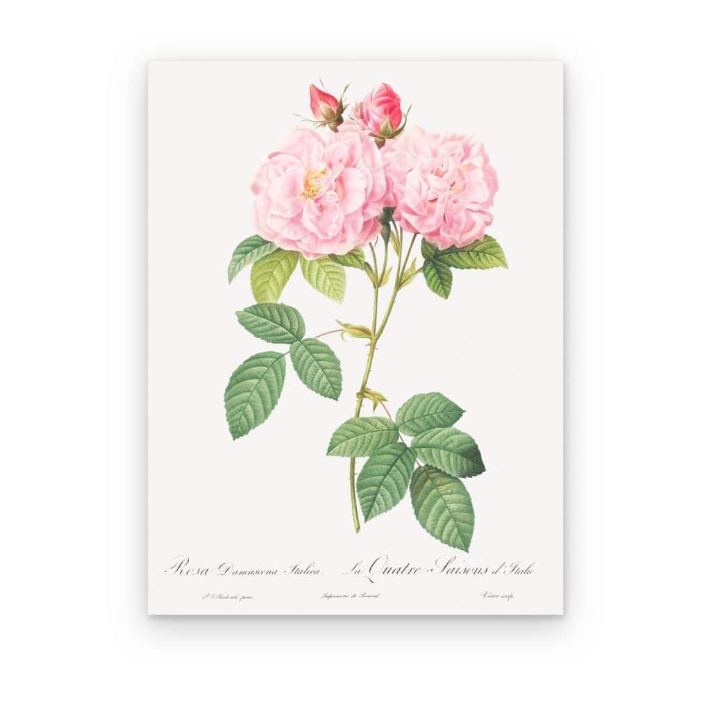 Cuadro Rosa Damascena de Redouté impreso en canvas, lámina botánica de rosas en rosa pálido