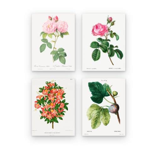 Pack Láminas Botánicas